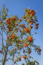 Mountain ash, (Sorbus Aucuparia), rowan, plant shrub, flora, tree, Germany, Europe