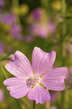 Musk mallow (Malva moschata), close-up, in a sunny meadow in summer, Spessart, Bavaria, Germany,