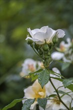 Rose (Rosa sp.) with raindrops, North Rhine-Westphalia, Germany, Europe