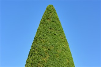 A tall, conical yew (Taxus), in front of a clear blue sky, summer, Germany, Europe