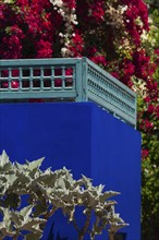 Majorelle Garden, botany, cactus, cacti, bougainvillea, flora, plant, botany, tropical, climate,