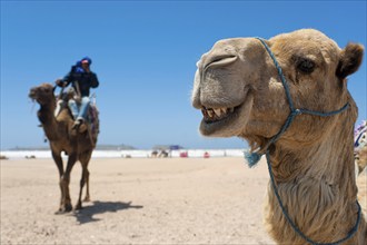 Dromedary (Camelus dromedarius), Arabian camel in head portrait, head, animal, farm animal, detail,