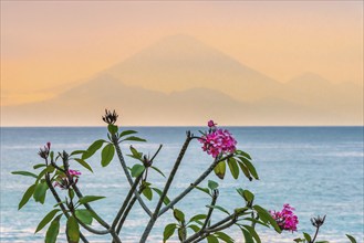 Frangipani (Plumeria) with view from Lombok to Bali, plant, shrub, flora, garden, botany,