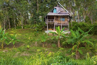 Dilapidated wooden house, property, palm, forest, asian, nature, lonely, live, renovate, neglected,