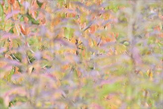 Wild cherry (Prunus avium), colourful autumn leaves, impressionistic, Moselle,