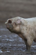 Domestic pig (Sus scrofa domesticus) adult farm animal standing in a muddy field, England, United