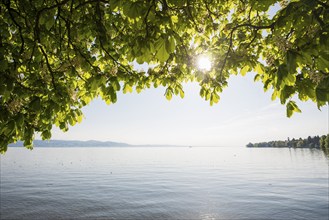 Lakeshore and chestnut trees in bloom, Lindau, Lake Constance, Bavaria, Germany, Europe