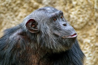 Animal portrait, western chimpanzee (Pan troglodytes verus), captive, distribution central and