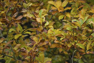 Magnolia (Magnolia spp.) tree with yellow leaves in the autumn, Suffolk, England, United Kingdom,