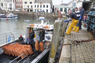 Unloading a catch of shellfish from a small fishing boat in the harbour, Ilfracombe, north Devon,