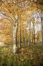 Orange brown beech tree autumn leaves Savernake Forest, Wiltshire, England, UK