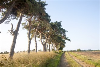 A line of Scots pine trees marking an field boundary in the countryside, Shottisham, Suffolk,