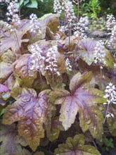 Heuchera patterned leaves in the garden