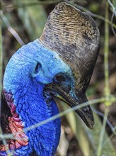 Cassowary portrait at the zoo in Malaysia