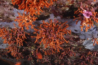 False coral (Myriapora truncata) in the Mediterranean near Hyères. Dive site marine reserve Port