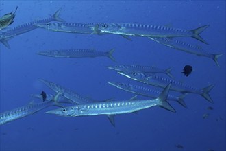 School of fish, group, school of barracuda (Sphyraena sphyraena) in the Mediterranean Sea near