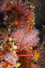 Red coral (Corallium rubrum) in the Mediterranean near Hyères. Dive site Giens Peninsula, Provence