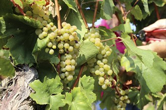 Grape grape harvest: Manual harvest of Chardonnay grapes in a vineyard in the Palatinate