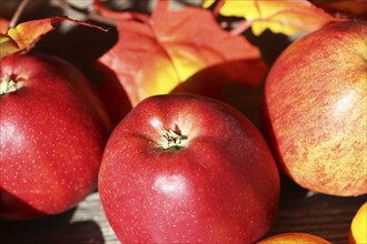 Apples and mandarins on a rustic wooden table as an autumnal motif