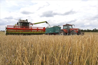 Combine harvester harvesting grain on an organic farm, Müncheberg, 28/07/2020