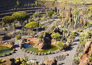 Cactus plants inside Jardin de Cactus designed by César Manrique, Guatiza, Lanzarote, Canary