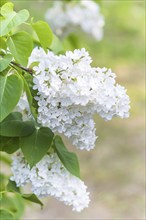 Blooming lilac in the botanical garden in spring