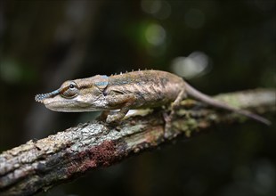 Male chameleon (Calumma uetzi) in the rainforests of Marojejy National Park in north-east