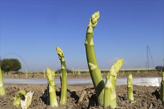 Green asparagus in the field against a blue sky