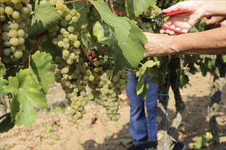 Grape grape harvest: Hand-picking of Chardonnay grapes in the Palatinate (Norbert Groß winery,