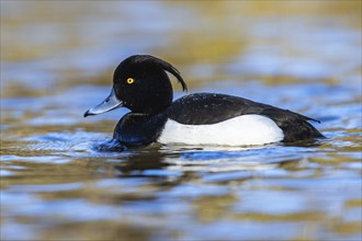 Male of Tufted Duck, Aythya fuligula, bird on water at winter time