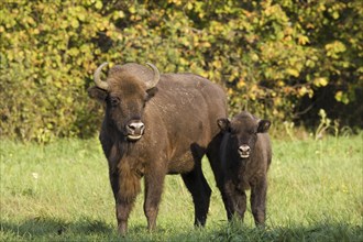 Bison, bison, group, (Bison bosanus), cow with young animal