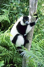 Crown sifaka, Madagascar, Coquerels crown sifaka, Prophitecus verreauxi coquereli, Madagascar,