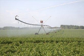 Large field irrigator machine spraying a crop of potatoes, Hollesley, Suffolk, England, United