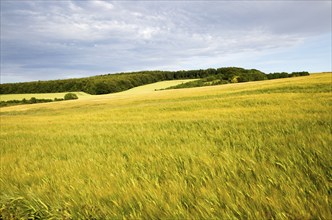 Chalk summer landscape with barley growing hillside, near Lockeridge, Wiltshire, England, UK