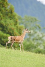 Red deer (Cervus elaphus) hind standing on a meadow in the mountains in tirol, Kitzbühel, Wildpark