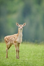 Red deer (Cervus elaphus) fawn walking on a meadow in the mountains in tirol, Kitzbühel, Wildpark