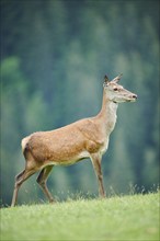 Red deer (Cervus elaphus) hind standing on a meadow in the mountains in tirol, Kitzbühel, Wildpark