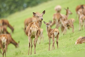 Red deer (Cervus elaphus) mother with her fawn standing on a meadow in the mountains in tirol,