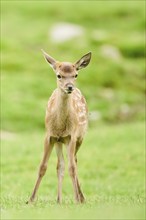 Red deer (Cervus elaphus) fawns standing on a meadow in the mountains in tirol, Kitzbühel, Wildpark