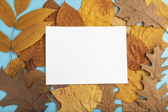 Composition with yellow and brown autumn leaves and white paper mockup on blue pastel background.