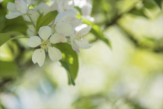 Delicate white blossoms of a fruit tree in focus, blurred, soft, gentle green background light,