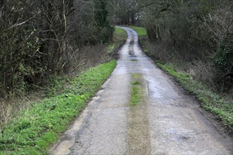 Long narrow winding tarmac country road in winter Sutton, Suffolk, England, UK