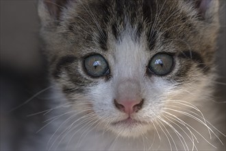 Portrait of a cat, close up, Mecklenburg-Vorpommern, Germany, Europe