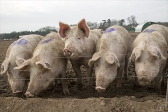 Free range pig farming pork production Shottisham, Suffolk, England, UK