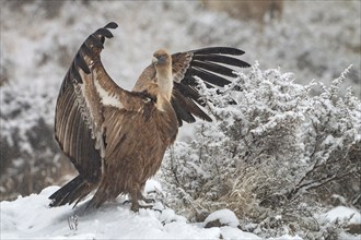 Griffon vulture (Gyps fulvus) Old world vulture, snow and frost, winter landscape, wings drying,