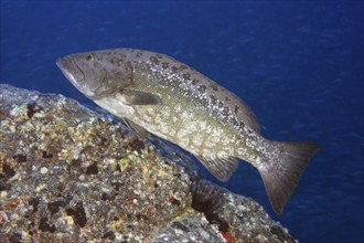 Atlantic Island Grouper (Mycteroperca fusca) Crested Grouper Macaronesian Grouper swimming over