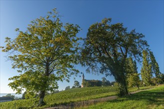 Viticulture on the hillside, Birnau pilgrimage church, Uhldingen-Mühlhofen, Lake Constance,