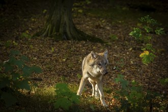 Moritzburg Game Reserve, Moritzburg, Saxony, Germany, Europe