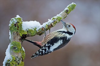 Middle spotted woodpecker (Dendrocopos medius) climbing a branch, foraging in winter, sunrise,