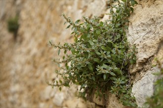 Spreading glasswort (Parietaria judaica) growing on a wall in La Roque-sur-Cèze, Gard department,